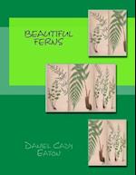 Beautiful Ferns