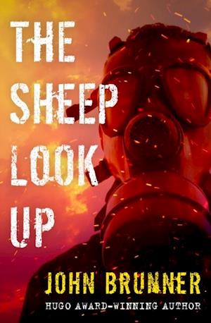 Sheep Look Up