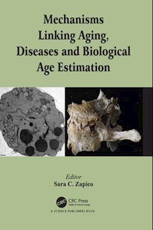 Mechanisms Linking Aging, Diseases and Biological Age Estimation