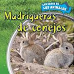 Madrigueras de Conejos (Inside Rabbit Burrows)