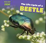 The Life Cycle of a Beetle