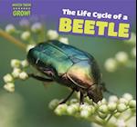 The Life Cycle of a Beetle