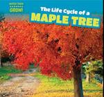 The Life Cycle of a Maple Tree