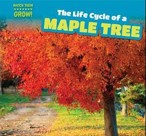 The Life Cycle of a Maple Tree