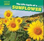 The Life Cycle of a Sunflower