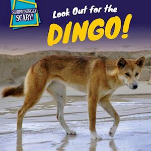 Look Out for the Dingo!