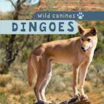 Dingoes