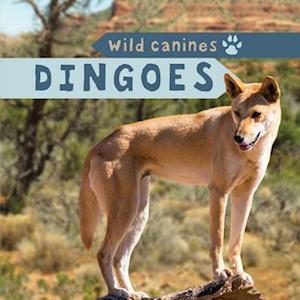 Dingoes