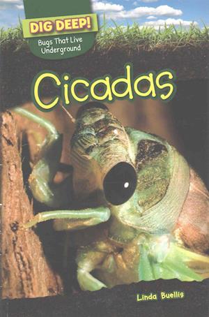 Cicadas