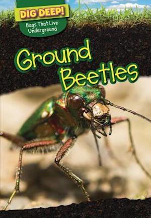 Ground Beetles