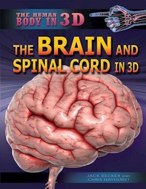 The Brain and Spinal Cord in 3D