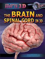 The Brain and Spinal Cord in 3D