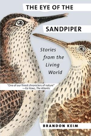 Eye of the Sandpiper