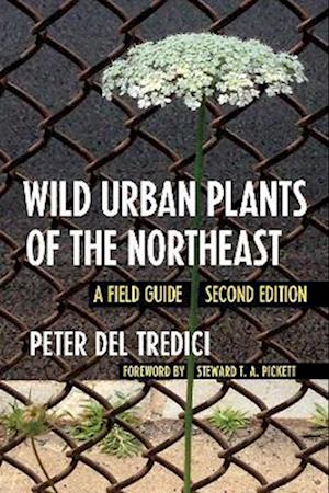 Wild Urban Plants of the Northeast