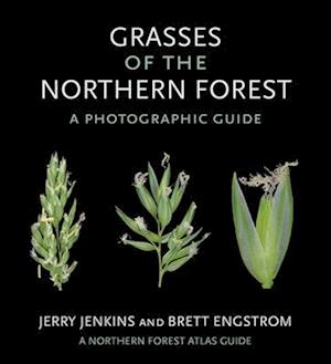 Grasses of the Northern Forest