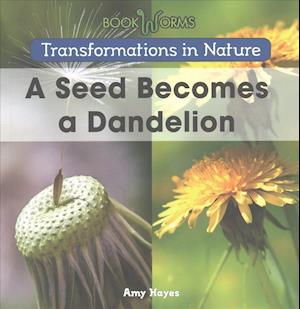 A Seed Becomes a Dandelion