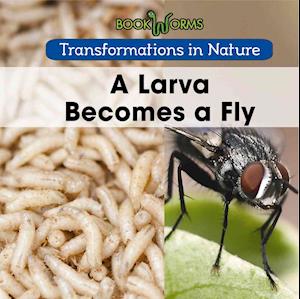 A Larva Becomes a Fly