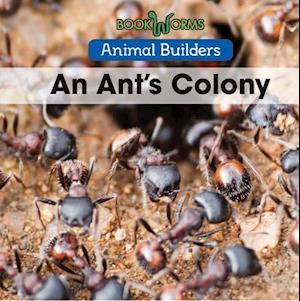 An Ant's Colony