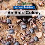 An Ant's Colony