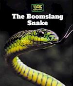 Boomslang Snake
