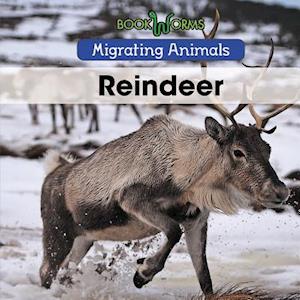 Reindeer