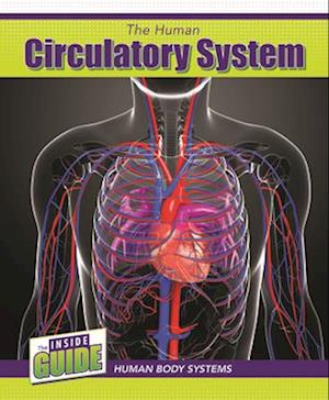 Human Circulatory System