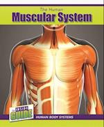 The Human Muscular System