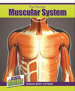 Human Muscular System