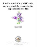 Las Kinasas Pka y Msk En La Regulacion de La Transcripcion Dependiente de C-Rel