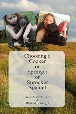 Choosing a Cocker or Springer or Sprocker Spaniel