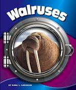 Walruses