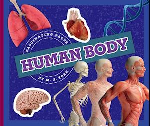 Human Body