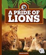 A Pride of Lions