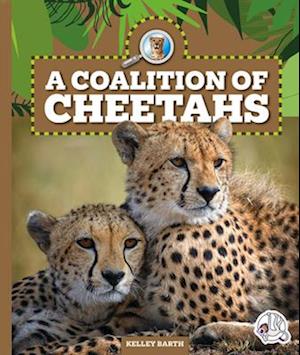 A Coalition of Cheetahs