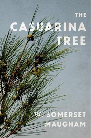 Casuarina Tree