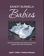 Bandit Burmilla Babies