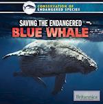 Saving the Endangered Blue Whale