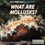 What Are Mollusks?