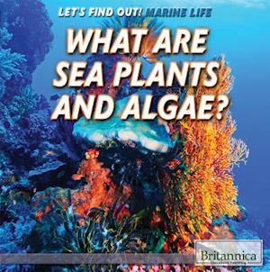 What Are Sea Plants and Algae?