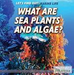 What Are Sea Plants and Algae?
