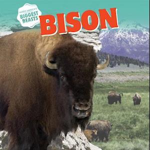 Bison