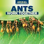 Ants Work Together