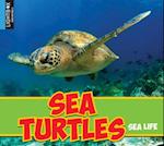 Sea Turtles