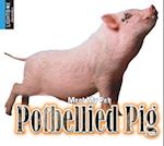 Potbellied Pig