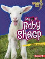 Meet a Baby Sheep