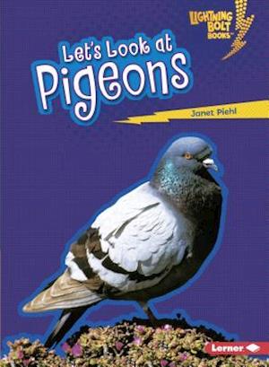 Let's Look at Pigeons