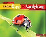 From Egg to Ladybug