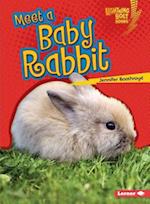Meet a Baby Rabbit
