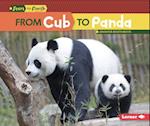 From Cub to Panda