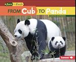 From Cub to Panda